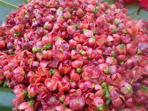 Discover the Exquisite Beauty of Tongan Heilala Flower