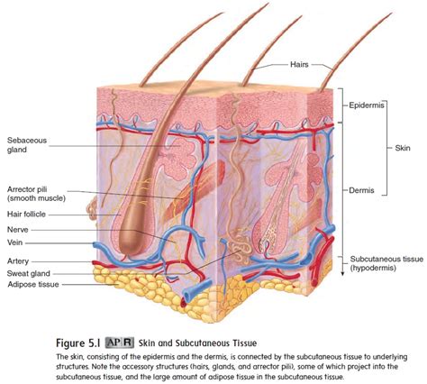 Subcutaneous Tissue