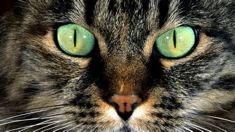 nature, Animals, Cat, Green Eyes, Closeup, Hair, Fur Wallpapers HD ...