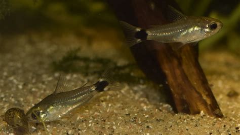 Corydoras hastatus Breeding project part 1. - July 2017 - YouTube