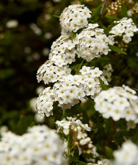 Prague Viburnum in Bulk – Bower & Branch