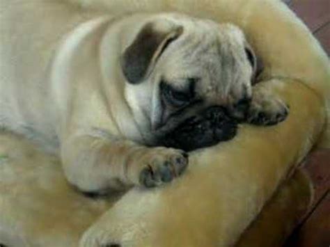 fat Pug puppy falling asleep - YouTube