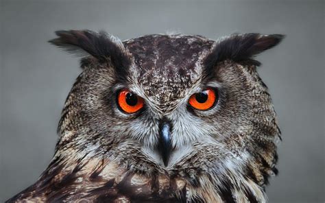 Great Horned Owl Wallpapers - Top Free Great Horned Owl Backgrounds - WallpaperAccess