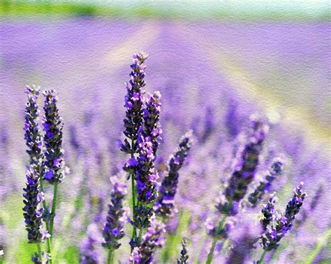 Lavender Watercolor Painting Free Stock Photo - Public Domain Pictures