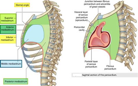 Mediastinum anatomy, location, cavity, organs, function & tumors