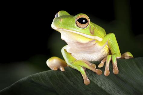 interesting facts about amphibians for kids Amphibians usfws ducksters ...