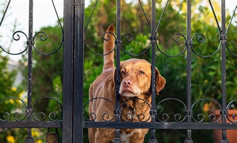 Dog Gate Pictures | Download Free Images on Unsplash