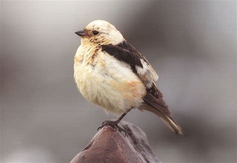 Bunting | Songbird, Passerine, Finch | Britannica