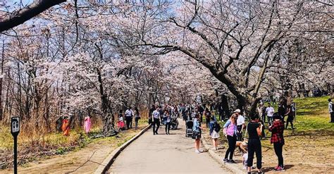 The best days to see the High Park cherry blossoms | Daily Hive Toronto