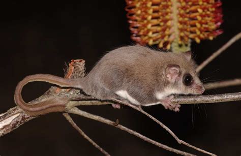 Feathertail Glider: Profile, Traits, Facts, Tail, Flying, Habitat ...