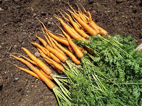 18 Best Carrot Varieties to Grow for a Colorful Harvest