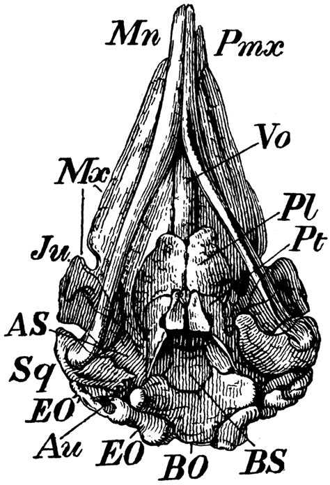 Sperm Whale Skull | ClipArt ETC