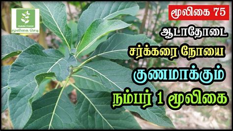 Adathodai Leaf Benefits In Tamil | Malabar Nut | Justicia Adhatoda ...