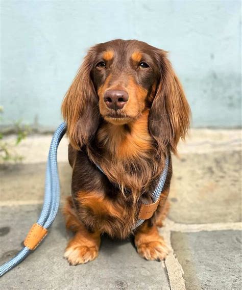 Long-Haired Miniature Dachshund: The Ultimate Purebred Icon