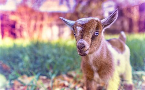 Baby Goat Wallpapers - Top Free Baby Goat Backgrounds - WallpaperAccess