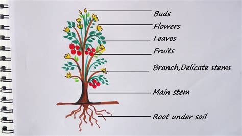 Parts of a plant drawing easy | How to draw a shrub | How to draw a ...