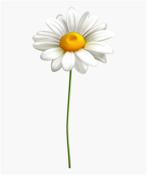 Oxeye Daisy, HD Png Download - kindpng