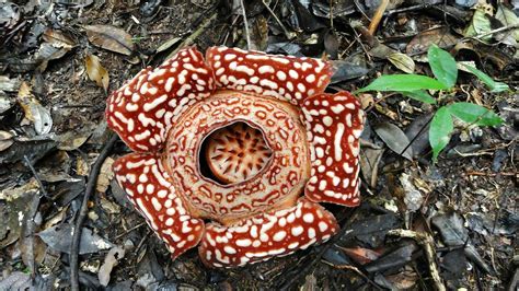 Tambunan Rafflesia Reserve (Kota Kinabalu) - All You Need to Know ...