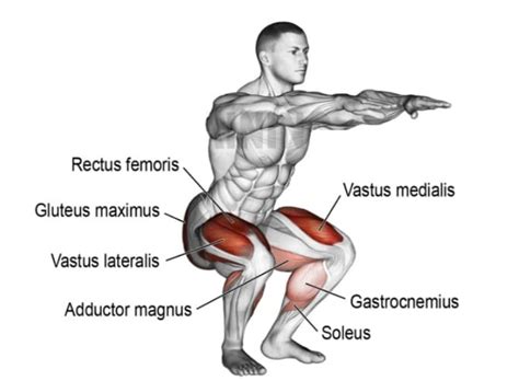 Squats Muscles Targeted