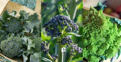 Broccoli Plants: How to Plant, Grow, and Harvest Broccoli - Gardeners' Magazine