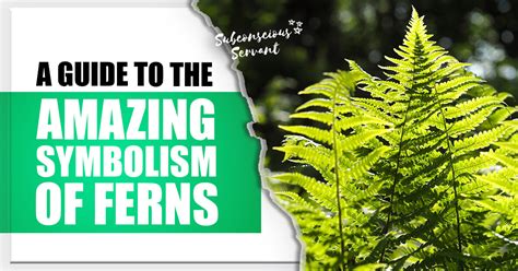 The Amazing Symbolism of Ferns – A Guide to Their Meaning ...