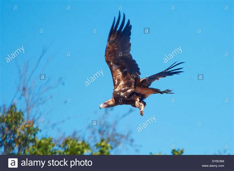 Australia, Borroloola, Northern Territory, animal, birds, Eagle, flight, fly Stock Photo - Alamy