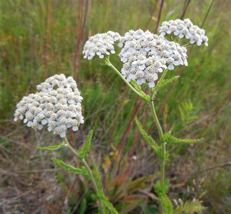 Wallpaper-HD-Blog: Common Yarrow