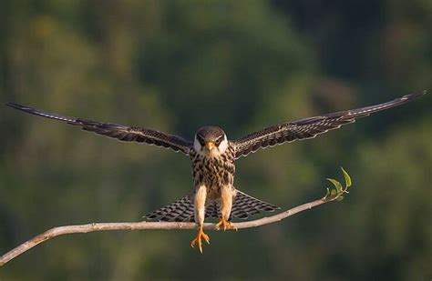 Amur Falcon (Falco amurensis)