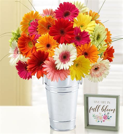 Happy Gerbera Daisies | 1800Flowers.com