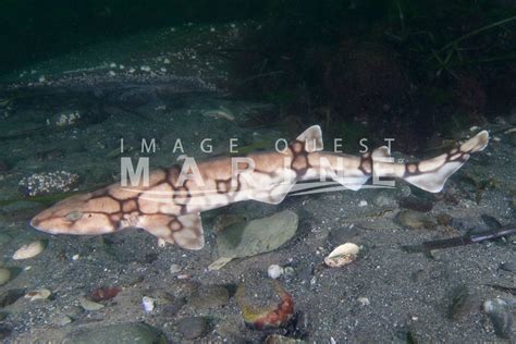 Chain Catshark - Image Quest Marine