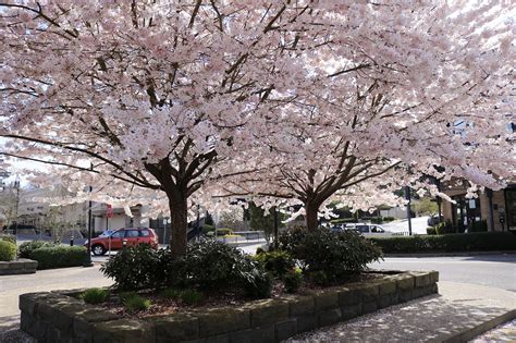 Cherry Blossom Spring Pink - Free photo on Pixabay - Pixabay