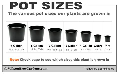 Plant Container Size Chart | My XXX Hot Girl