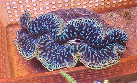 Tridacna Maxima Clam Large – The Coral Shak