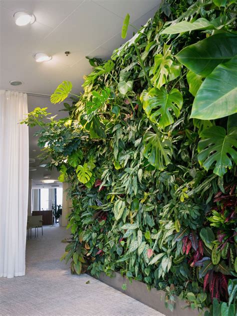 Plants For An Indoor Wall: Houseplants For Indoor Vertical Gardens