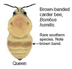 English Plants: BUMBLEBEE IDENTIFICATION