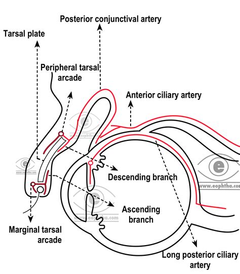 Anatomy of Conjunctiva