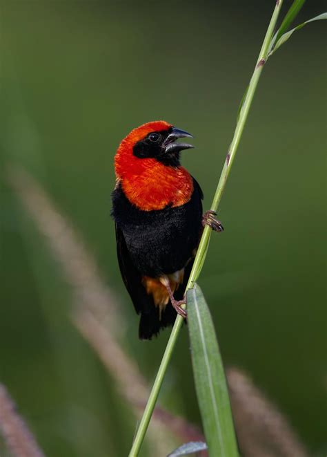 Black-winged red bishop (Euplectes hordeaceus) | Kakum national park, Cape Coast, Ghana | South ...