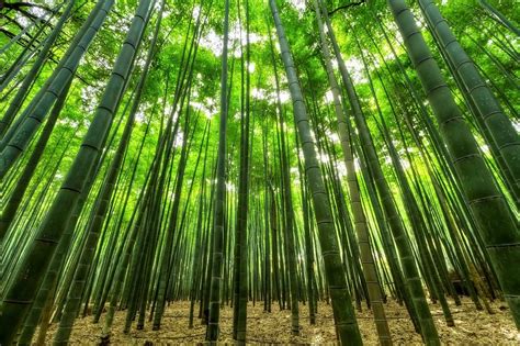 Top 5 Uses For Bamboo Plants - Earthpedia - Earth.com