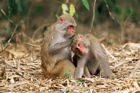 There's an Island in South Carolina With 4,000 Wild Monkeys