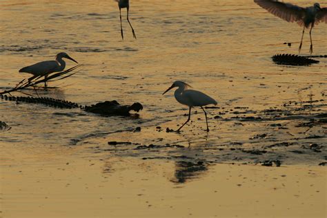 Free picture: egrets, alligator
