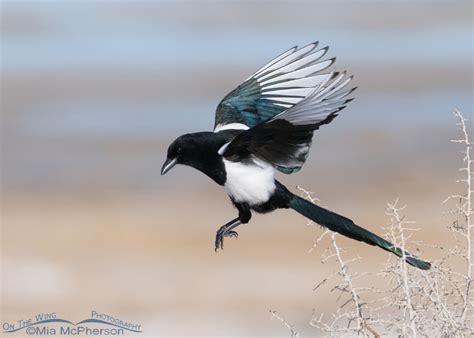 Black-billed Magpie leaving the nest – Mia McPherson's On The Wing Photography