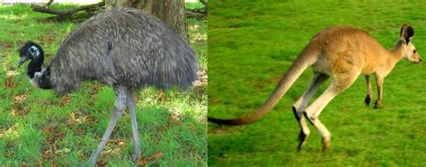 Emus and Kangaroos | An Informative Page
