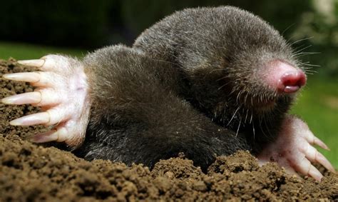 How to Tell the Difference Between Moles & Voles | Home & Garden Information Center