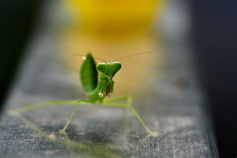 Green Praying Mantis · Free Stock Photo