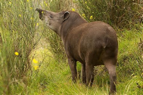 What Animals Live In The Andes Mountains? - WorldAtlas