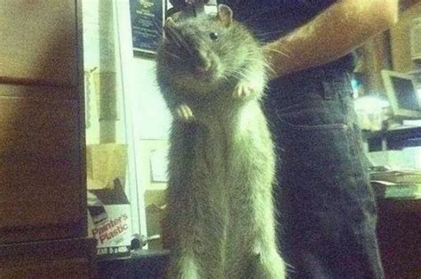 Biggest rats ever seen in 'capital of the world' – with 4ft beasts the ...