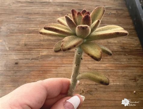 Propagating Succulents from Stem Cuttings – The Succulent Eclectic