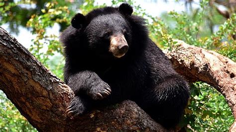 Himalayan bears sleeping less and Sarus cranes not nesting only in monsoon. That’s bad news