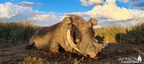 Warthog Hunting Eastern Cape South Africa | AfricaHunting.com