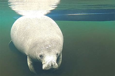 Encounter Manatee while Kayaking at Blue Springs State Park 2024 ...